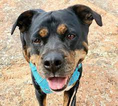 See more of colorado puppy rescue on facebook. Dog For Adoption Baby In Colorado A Rottweiler Mix In Denver Co Petfinder