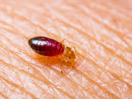 Danach können sie ihre befallene schlafgelegenheit luftdicht in folie einpacken und mehrere tage so liegen lassen. Bettwanzen Was Sie Dagegen Tun Konnen Liebenswert Magazin