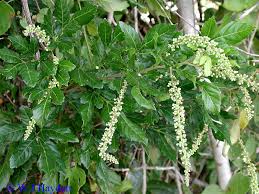 Image result for Paullinia pinnata