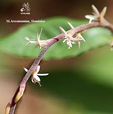 Image result for Petiveria