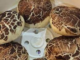 January 30, 2009 at 2:51 pm (uncategorized). Bahan Bahan Resepi Pau Cendawan Resepi Paling Sedap Facebook