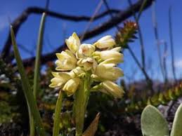 Image result for Eulophia angolensis