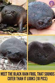 Meet African Rain Frogs That Look Like Angry Avocados And Have The Most Adorable Squeeks In 2020 Animals And Pets Pet Birds Cute Animals