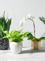 Expect this striped snake plant to grow to between 2 and 4 ft. 13 Of The Best Places To Buy Live Plants Online