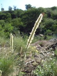 Image result for Anthephora pubescens