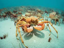 The spider crab is a sea creature ( fish in pocket camp) in the animal crossing series introduced in animal crossing: March Of The Spider Crabs Club Marine Australia