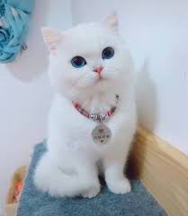 pin on venus the two face cat