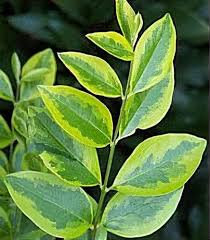 Image result for ligustrum ovalifolium