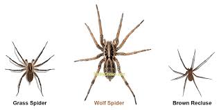 How To Get Rid Of Wolf Spiders And Prevent Future Invasions 6 Methods Wolf Spider Spider Spider Bites