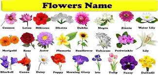 A website to learn about different types of flowers and flower names. Flowers Names Great List Of Flowers And Types Of Flowers