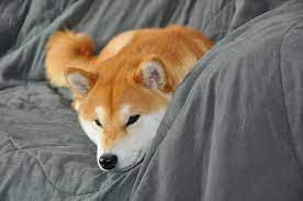 This very loving shiba inu puppy is looking for you! Shiba Inu Rescue In Seattle Hokusei Kashinoki Shiba And Hokkaido Ken åŒ—è¥¿æ¨«ãƒŽæœ¨