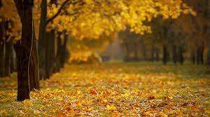 Fall Winds Cinemagraph The Hottest Fall Background Nature Gif Autumn Season Nature