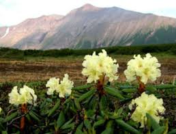 Of vinegar to a gallon of water and water the soil with it. Does Peat Moss Acidify Soil Garden Myths