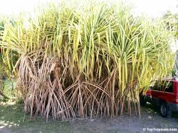 Image result for Pandanus sp. A
