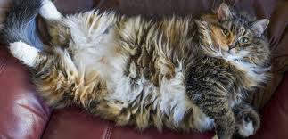 how big do maine coons get maine coon expert