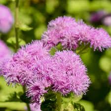 Image result for Ageratum