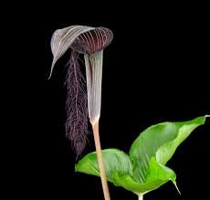 Image result for Arisaema