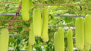 Gardening Tips: घर में उगानी है लौकी तो फॉलो करें ये आसान टिप्स | how to  grow bottle gourd at home | HerZindagi