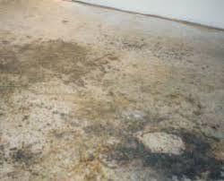 Molds and mildew can grow in damp carpets and beneath wall coverings. Removing Black Mold From Concrete Patio Basement Floor Or Wall