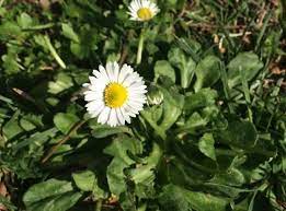 Koyungozu Bellis Perennis Koyungozu Bitki Cicek