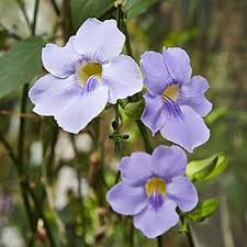 Image result for Thunbergia bogoroensis