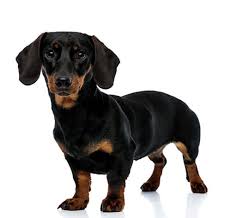 All of or dogs and puppies are raised around various farm animals and children. Dachshund Miniature Smooth Haired Dog Breed Purina