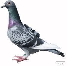 A Homing Pigeon With An Axivity Ax3 Accelerometer Front And Qstarz Download Scientific Diagram