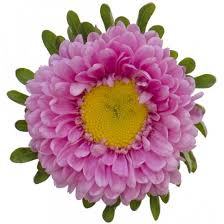 Maybe you would like to learn more about one of these? Bulk Flowers And Greens