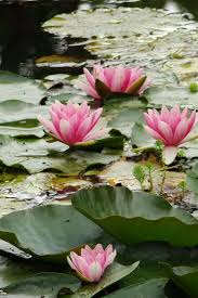 Princess Aesthetic Tumblr Monet Garden Giverny Monet Princess Aesthetic