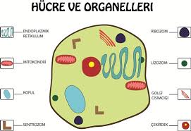 Hucre Organelleri Ve Gorevleri Nelerdir