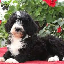 Our bernedoodle puppies for sale can be found in 3 main sizes: Bernedoodle Puppies For Sale Greenfield Puppies