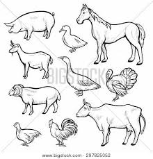 Maybe you would like to learn more about one of these? Farm Animal Drawing Vector Photo Free Trial Bigstock