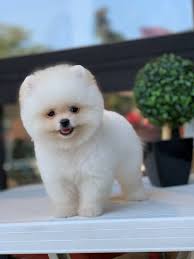 3 Aylik Orjinal Secereli Teacup Pomeranian Boo Yavrularimiz Kopek Dunyasi