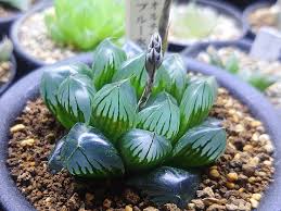 ハオルチアの育て方 水やりのコツは 冬はどこに置く Greensnap グリーンスナップ