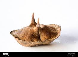 Image result for Dicerocaryum senecioides