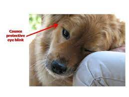 The Surprising Reasons Why Dogs Have Whiskers Psychology Today