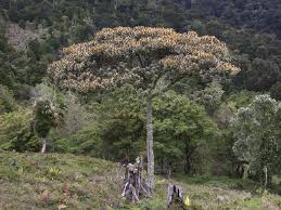 Image result for Ocotea