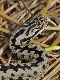 Close Up Of A British Adder British Adder Cute Snake Adder Snake