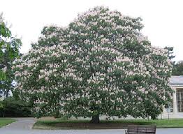 Check spelling or type a new query. Midwest Gardening Trees Index