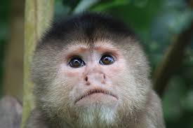 30+ Amazona Albifrons Stock Photos, Pictures & Royalty-Free Images