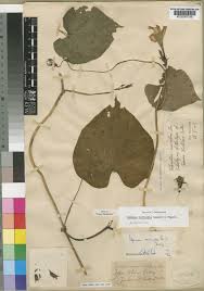 Image result for Ipomoea turbinata