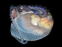 Deep Sea Creature Photos Show Blobfish Bioluminescent Plankton Other Bizarre Creatures Huffpost In 2020 Deep Sea Creatures Sea Creatures Weird Creatures