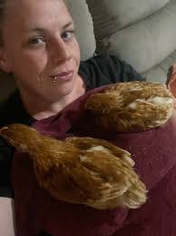 These are 2 different chickens in the picture, is that a normal posture ?