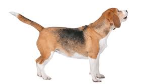 Beagle Names 285 Perfect Ideas For Your Pup My Dog S Name Beagles cartoon 1 of 21. beagle names 285 perfect ideas for