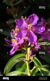 Image result for Dissotis speciosa