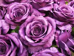 We did not find results for: Purple Roses Flower Roses Purple Rose Hd Wallpaper Peakpx