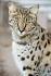 About Savannah Cats — A1 Savannahs