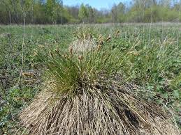 Image result for Carex mildbraediana