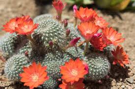 I cani unici al mondo. Piante Carnose Con Fiori Le Piu Belle E Facili Da Coltivare Il Giardino Commestible