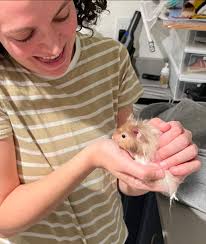 Finally finished upgrading the last Syrian today they all happy now just  needs to buy more things for the cages. Any suggestions will be helpful  thanks